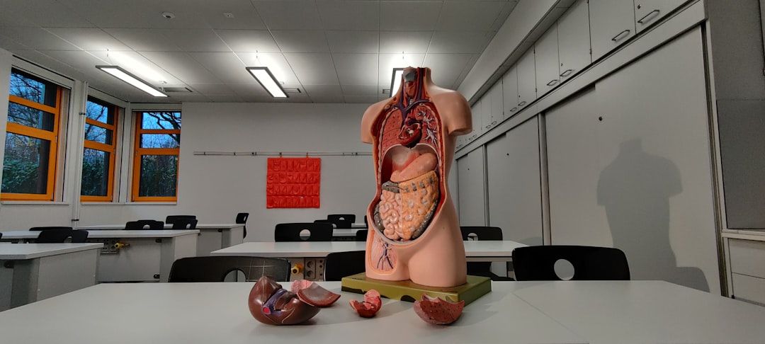 Anatomisk modell av mänsklig torso som visar matsmältningsorgan i ett klassrum.
